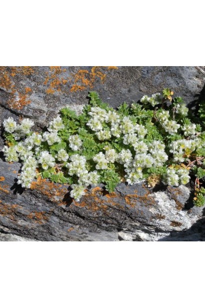 Щільна подушка пароніхії капели між камінням